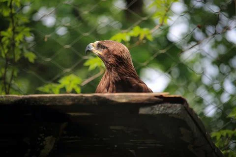 Brown eagle behind fence Stock Photos