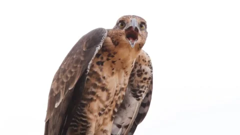 Brown eagle  Bird Stock-Footage 270817460