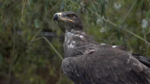 Brown eagle bird wildlife Stock Footage 270817532