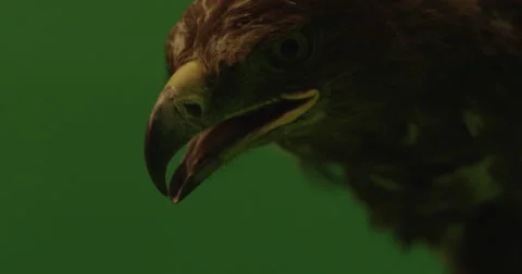 Brown eagle close up on green screen flying on slow motion Vidéo 67822562