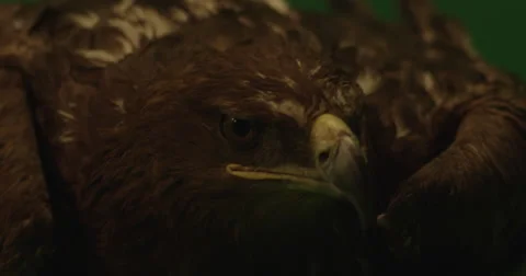 Brown eagle close up on green screen with a slight breeze on slow motion Vidéo 67822837