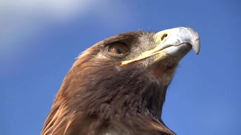 Brown eagle closeup view Video stock 270817167