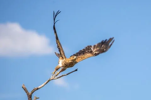 Brown Eagle Flying Away. The Okavango Delta, Botswana. Stock Photos