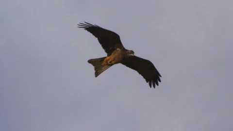 A brown eagle flying on the clouds and sky Stock Footage 91672443
