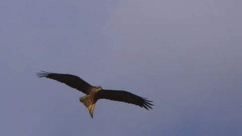 Brown eagle flying on sky in slow motion Video stock 91672235