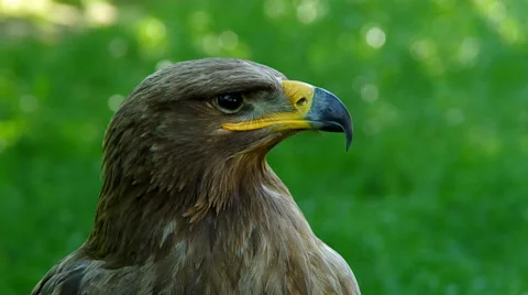 Brown eagle on a green background, close up Stock Footage 39352389