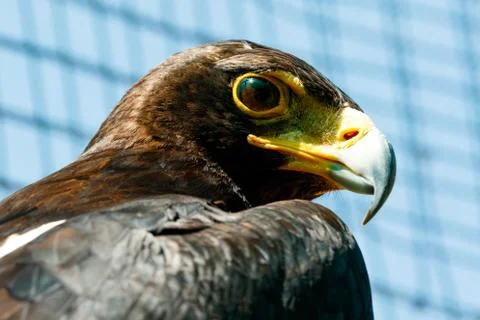 Brown Eagle Looking. Stock Photos