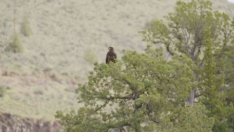 Brown eagle ona tree in central oregon Stock Footage 285401732