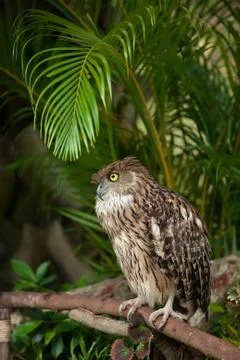 Brown eagle owl Stock Photos