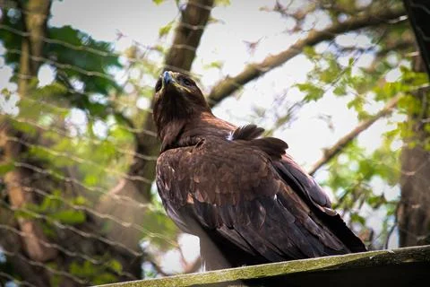 Brown eagle perched in forest enclosure Stock Photos