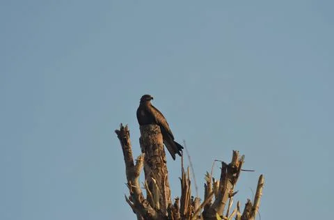 A brown eagle resting on a sawn-off tree top. Stock Photos