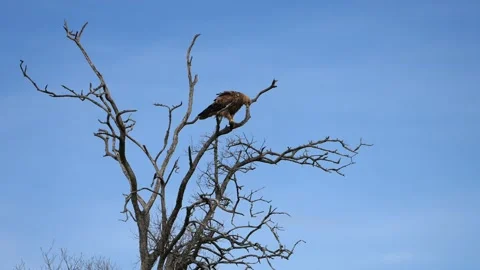 Brown Eagle Sitting Majestically on an Isolated Tree Limb Stock Footage 345836411