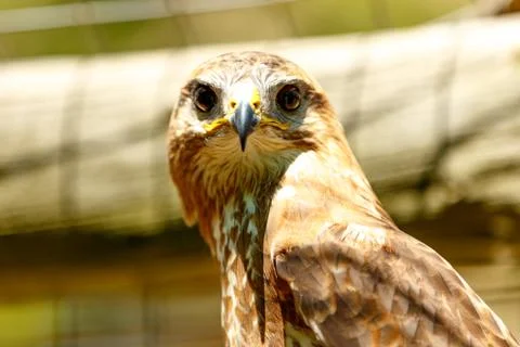 Brown Eagle Stare Stock Photos