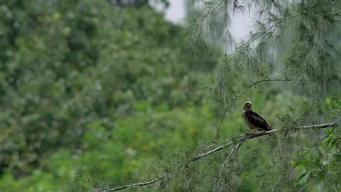 Brown eagle taking off from pine branch. Stock Footage 294799094