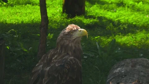 Brown eagle in the zoo. Bird of prey in nature close-up. Stock Footage 208889487