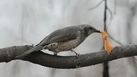 Brown-eared bulbul breaking orange peel Stock Footage 231761985