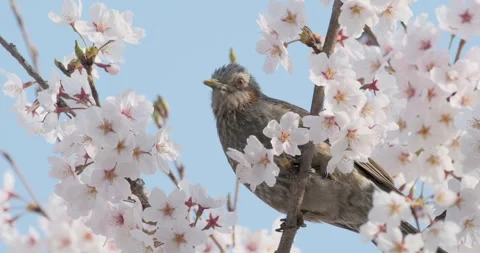 Brown-eared bulbul eating from cherry blossoms Video stock 260366239