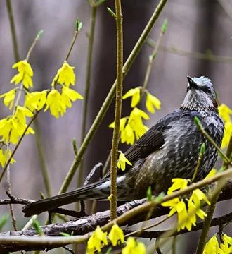 Brown-Eared Bulbul Perched on Branch in Natural Habitat Stock Photos