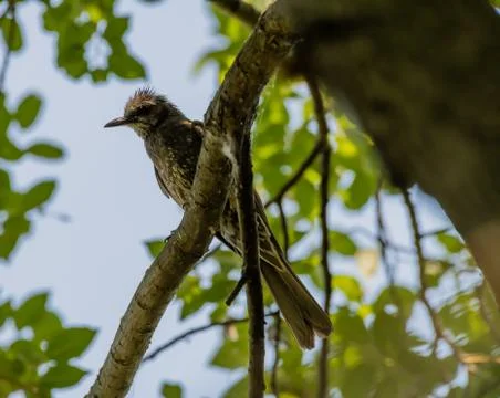 Brown-eared bulbul perched on a tree branch Foto stock