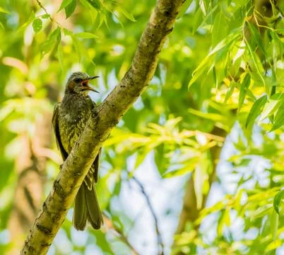 Brown-eared bulbul perched on a tree branch Stock Photos