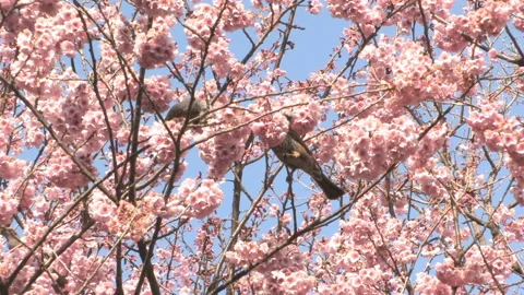 Brown-eared Bulbul Sipping Nectar from Cherry Blossoms in the Park Stock Footage 332848774