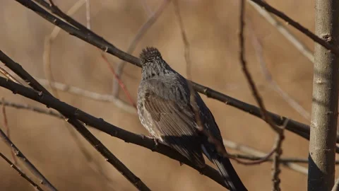 A Brown-eared Bulbuls Perching and Flying Away. Stock Footage 234349730
