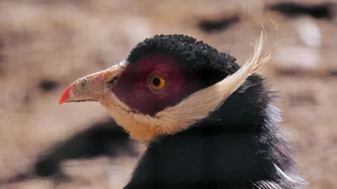 Brown eared pheasant  blinks eyes  slow motion Stock Footage 297864823