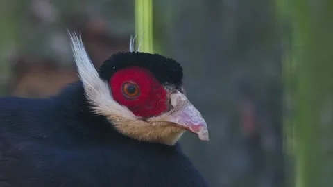 Brown eared pheasant  looks in different directions slow motion Stock Footage 297864592