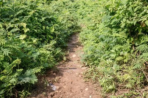 Brown Earth Path Between Dense Tropical Greenery Stock Photos