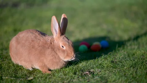 brown easter bunny eating a grass on the... | Stock Video | Pond5