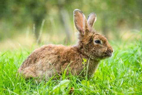 Brown easter bunny in fresh green grass Foto stock