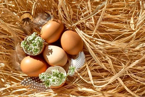 Brown easter eggs with feathers and eggshells with white flowers on the str.. Stock Photos