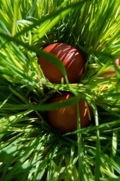 Brown Easter eggs in grass with natural sunlight and shadow play. Фото