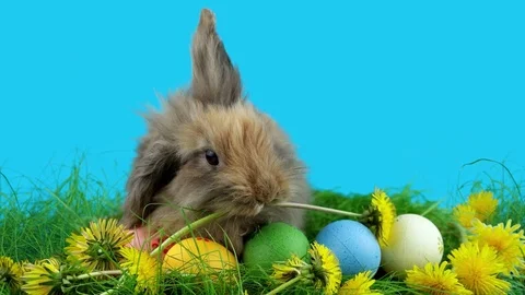 Brown Easter rabbit with Easter eggs, funny eating a dandelion Stock Footage 72558563