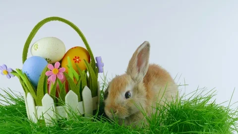 Brown Easter rabbit, near basket with colorful eggs, stands up on two legs Stock Footage 104593789