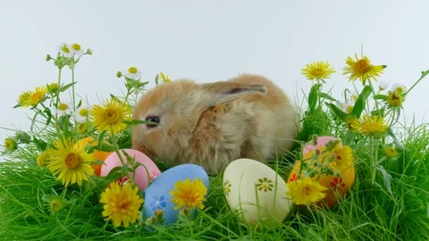Brown Easter rabbit with one ear down, sitting near colorful eggs Stock Footage 104593944