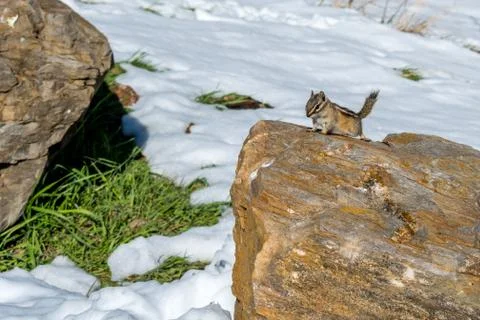 A brown Eastern chipmunk in Custer State Park, South Dakota Stock Photos