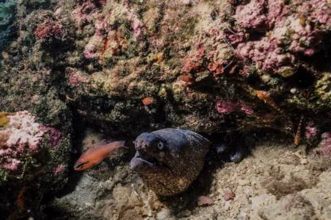 Brown eel fish in its reef lair Stock Photos