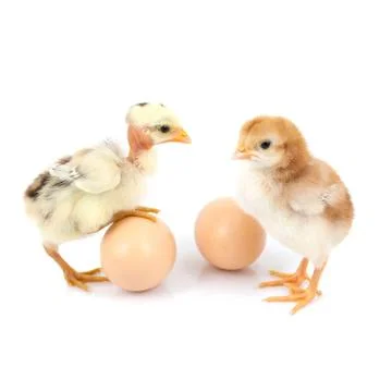 Brown egg and chicken isolated on a white background Stock Photos