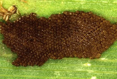 Brown egg eggs on the underside of a butterfly's leaf Stock Photos