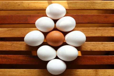 Brown egg encircled by white eggs Stock Photos
