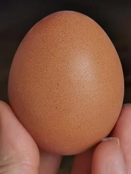 Brown egg in a hand Stock Photos