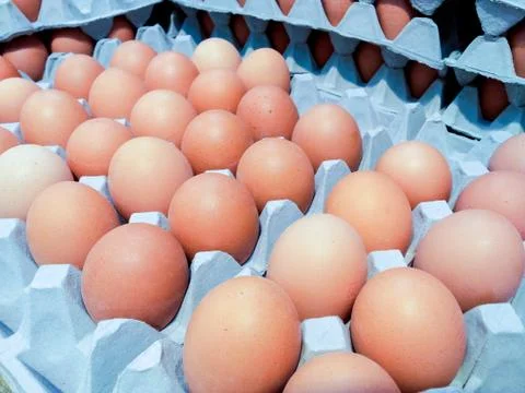 Brown egg Stock Photos
