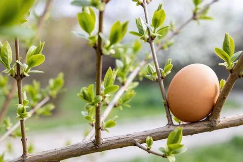 Brown egg resting on a tree branch with new spring leaves budding Stock Photos