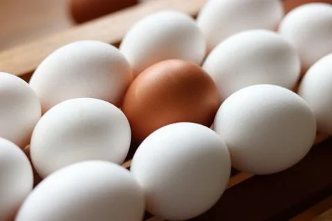 Brown egg in rows of white eggs Stock Photos