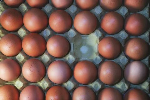 Brown Egg set Stock Photos