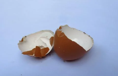 Brown egg shell isolated on white. Eggshell. Nest of chicks Stock Photos