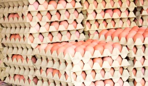 Brown eggs in boxes Stock Photos