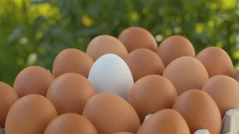 Brown eggs in a egg box Stock Footage 137621597