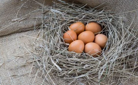 Brown eggs in hay nest Stock Photos